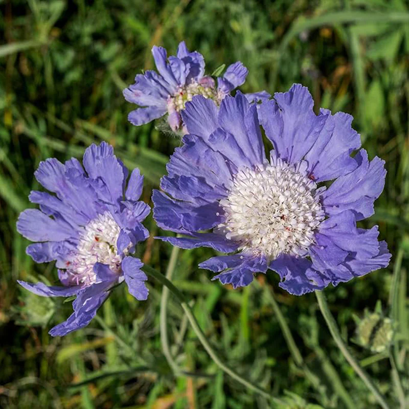 Perennial Blue Scabiosa Pincushion Flower Seeds for Planting - Image 5