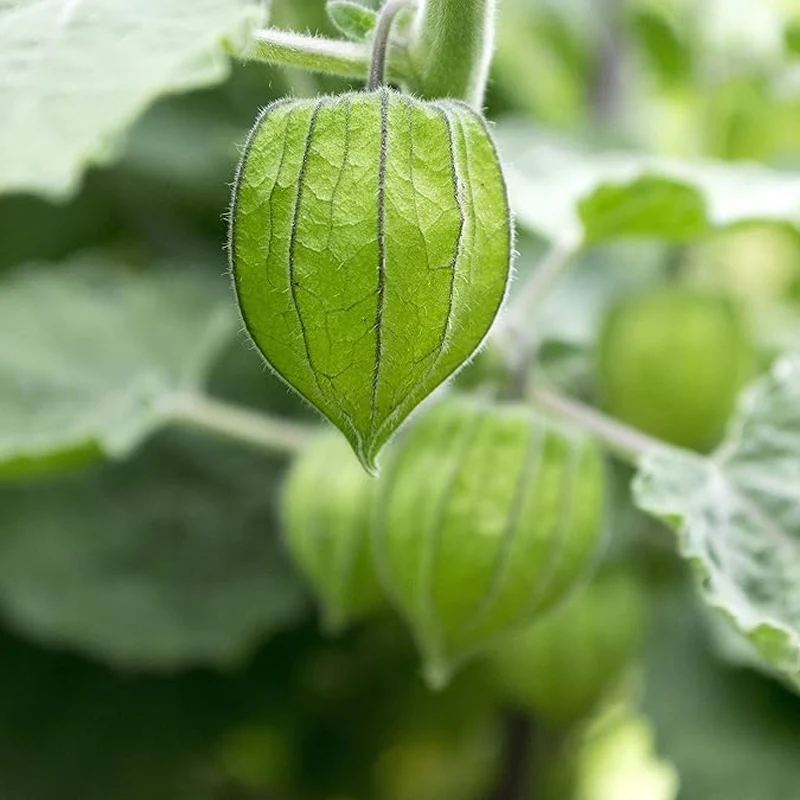 Perennial Cape Gooseberry Physalis Peruviana Goldenberry Fruit Plant Seeds - Image 2