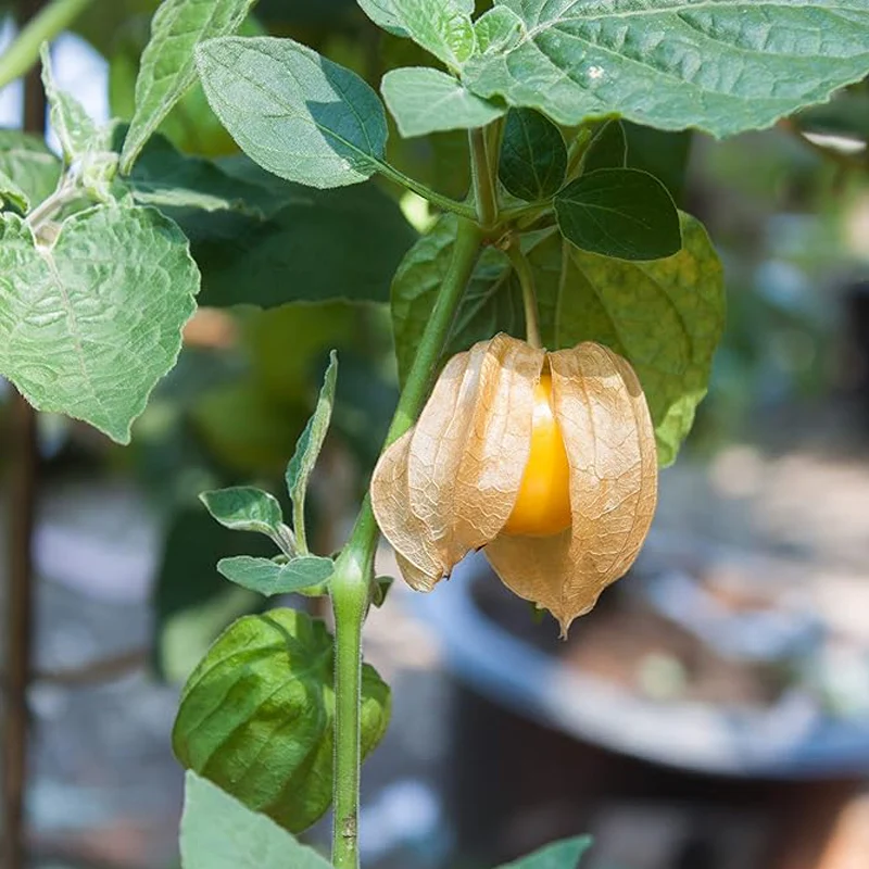 Perennial Cape Gooseberry Physalis Peruviana Goldenberry Fruit Plant Seeds - Image 3