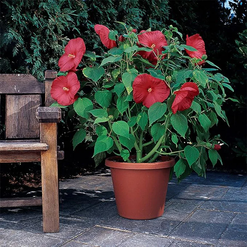 Perennial Hibiscus Luna Red Flower Seeds for Planting