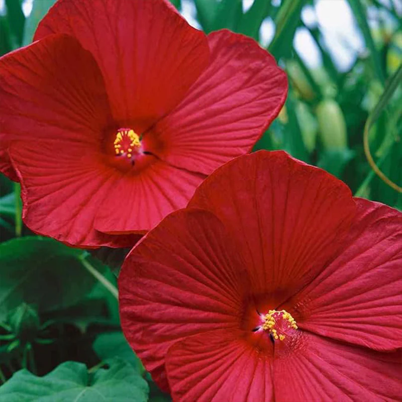 Perennial Hibiscus Luna Red Flower Seeds for Planting - Image 3