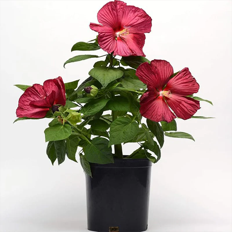 Perennial Hibiscus Luna Red Flower Seeds for Planting - Image 4