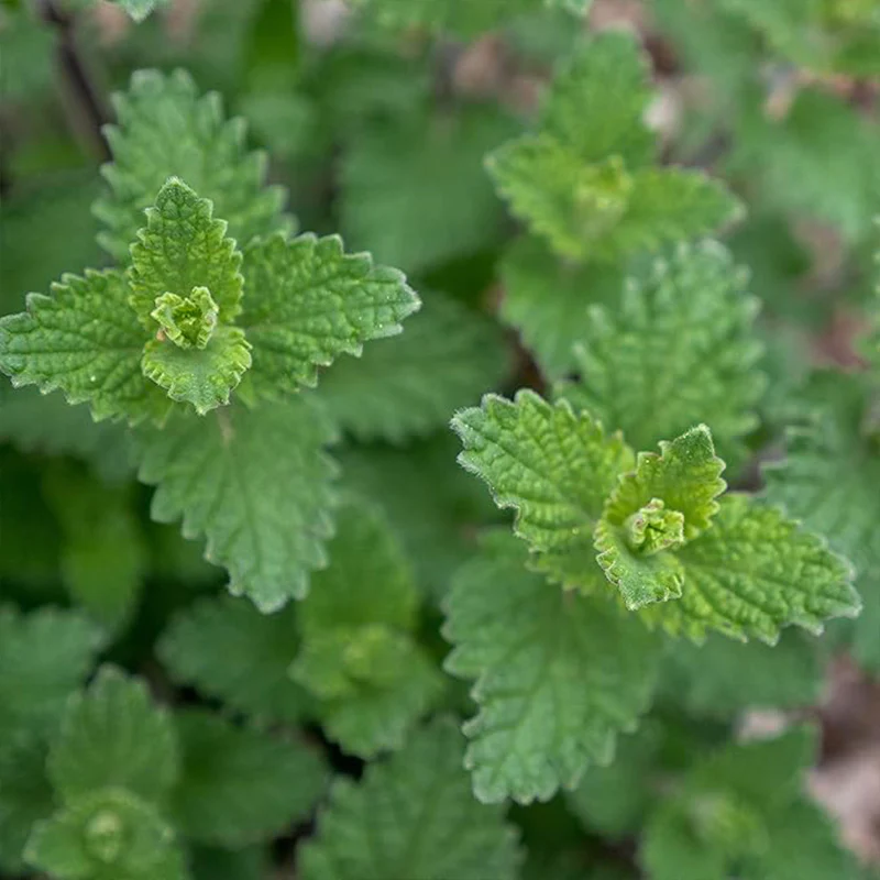Perennial Nepeta Mussinii Catmint Herb Garden Seeds for Planting - Image 2