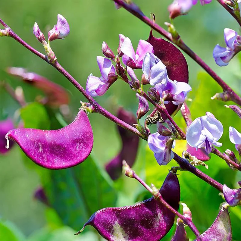 Perennial Red Dolichos Lablab Hyacinth Bean Vine & Flower Seed for Planting - Image 2