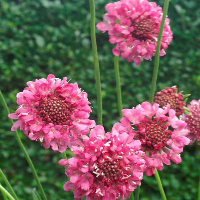 Perennial Rose Scabiosa Pincushion Flower Seeds for Planting
