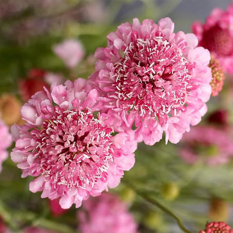 Perennial Rose Scabiosa Pincushion Flower Seeds for Planting - Image 2