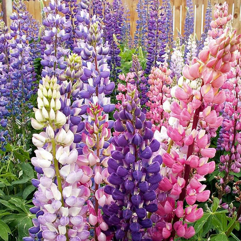 Perennial Russells Lupine Flower Seed Mix for Planting - Image 3