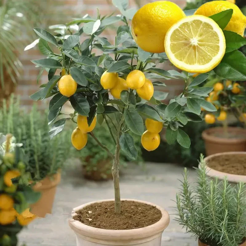 Perfume Lemon Seeds High Germination Rate - Year Round Blooms and Fruits