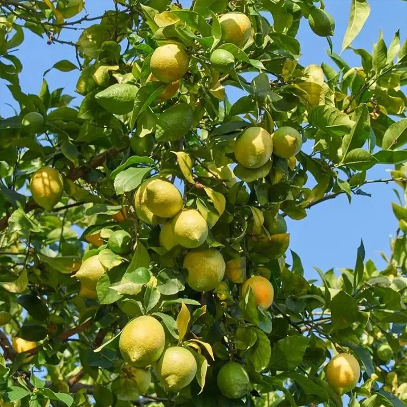 Perfume Lemon Seeds High Germination Rate - Year Round Blooms and Fruits - Image 4