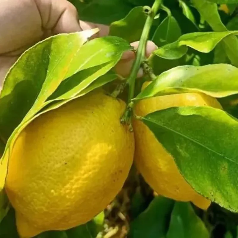 Perfume Lemon Seeds High Germination Rate - Year Round Blooms and Fruits - Image 5
