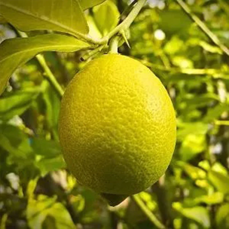 Perfume Lemon Seeds High Germination Rate - Year Round Blooms and Fruits - Image 6