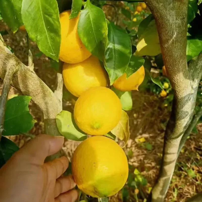 Perfume Lemon Seeds High Germination Rate - Year Round Blooms and Fruits - Image 7