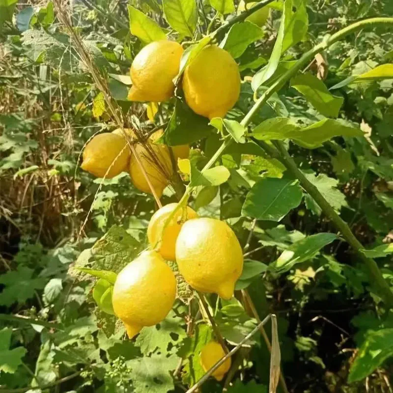 Perfume Lemon Seeds High Germination Rate - Year Round Blooms and Fruits - Image 8