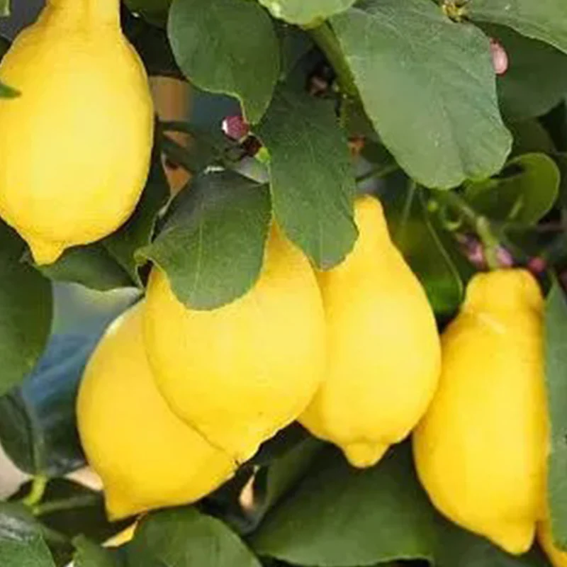 Perfume Lemon Seeds High Germination Rate - Year Round Blooms and Fruits - Image 9