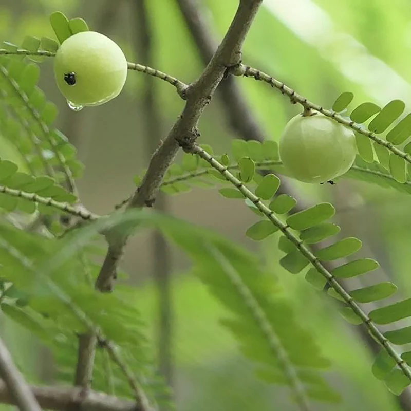 Phyllanthus Emblica,Indian Gooseberry Edible Fruit Ornamental Deciduous Tree Survival Gear Food Seeds - Image 2