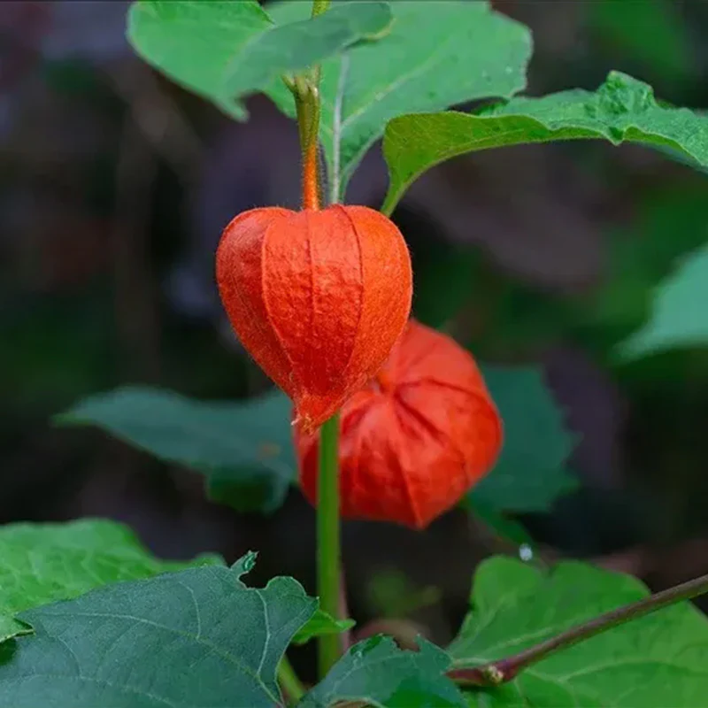 Physalis alkekengi,Strawberry groundcherry,Winter Ground Cherry - Chinese Lantern Seeds - Image 10