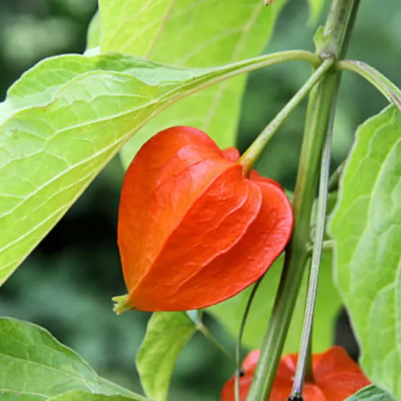 Physalis alkekengi,Strawberry groundcherry,Winter Ground Cherry - Chinese Lantern Seeds - Image 11