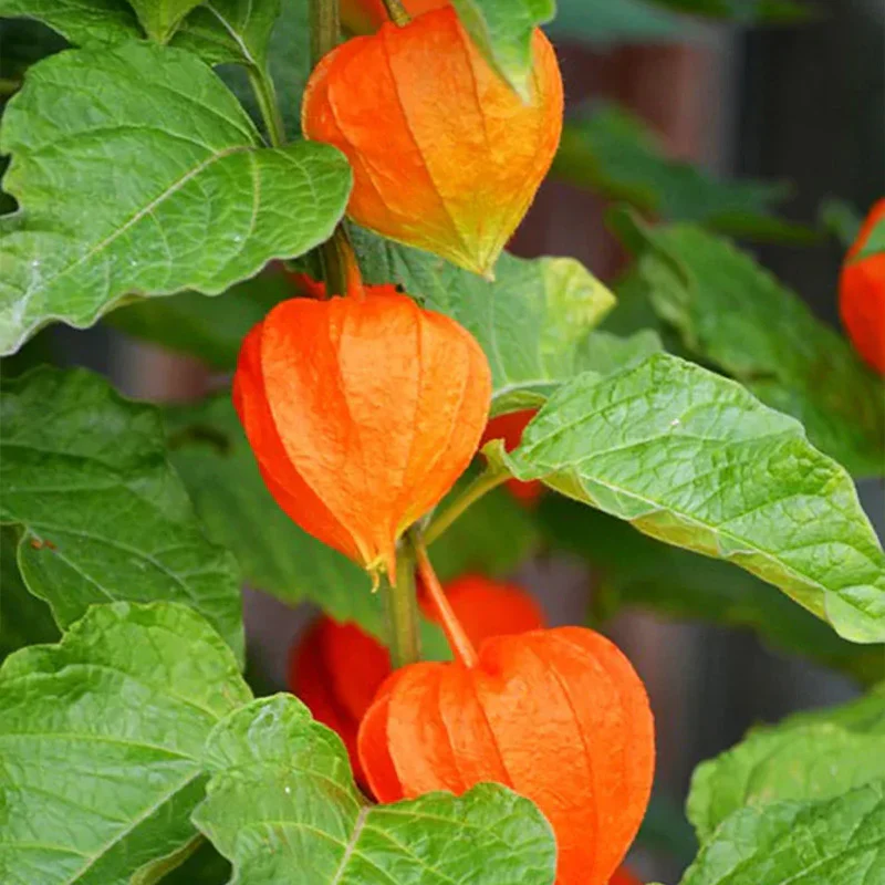 Physalis alkekengi,Strawberry groundcherry,Winter Ground Cherry - Chinese Lantern Seeds - Image 12