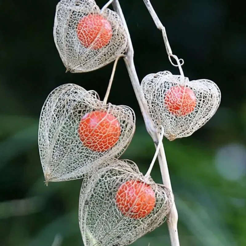 Physalis alkekengi,Strawberry groundcherry,Winter Ground Cherry - Chinese Lantern Seeds - Image 13