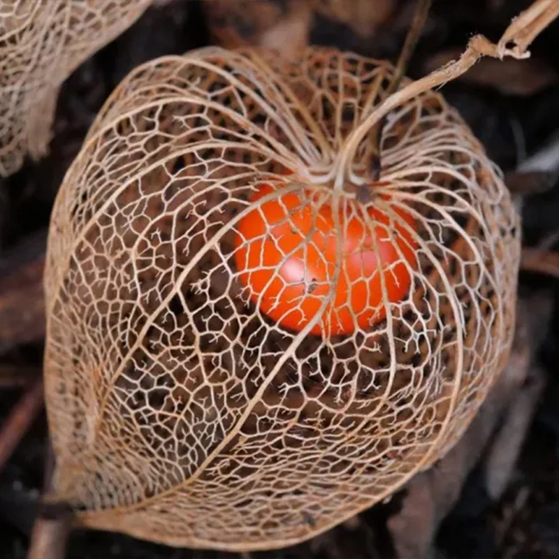 Physalis alkekengi,Strawberry groundcherry,Winter Ground Cherry - Chinese Lantern Seeds - Image 14