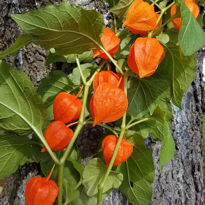 Physalis alkekengi,Strawberry groundcherry,Winter Ground Cherry - Chinese Lantern Seeds - Image 15