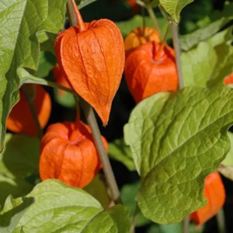 Physalis alkekengi,Strawberry groundcherry,Winter Ground Cherry - Chinese Lantern Seeds - Image 16