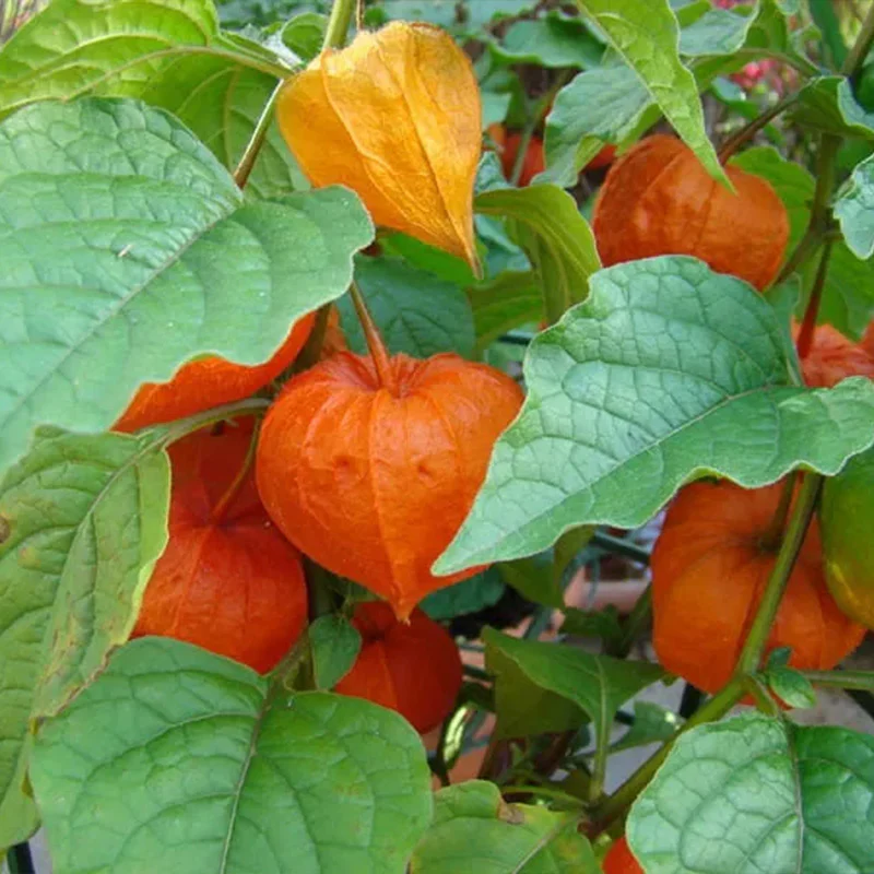 Physalis alkekengi,Strawberry groundcherry,Winter Ground Cherry - Chinese Lantern Seeds - Image 17