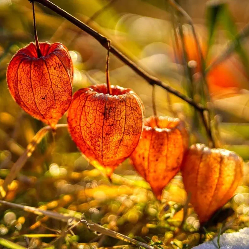 Physalis alkekengi,Strawberry groundcherry,Winter Ground Cherry - Chinese Lantern Seeds - Image 18