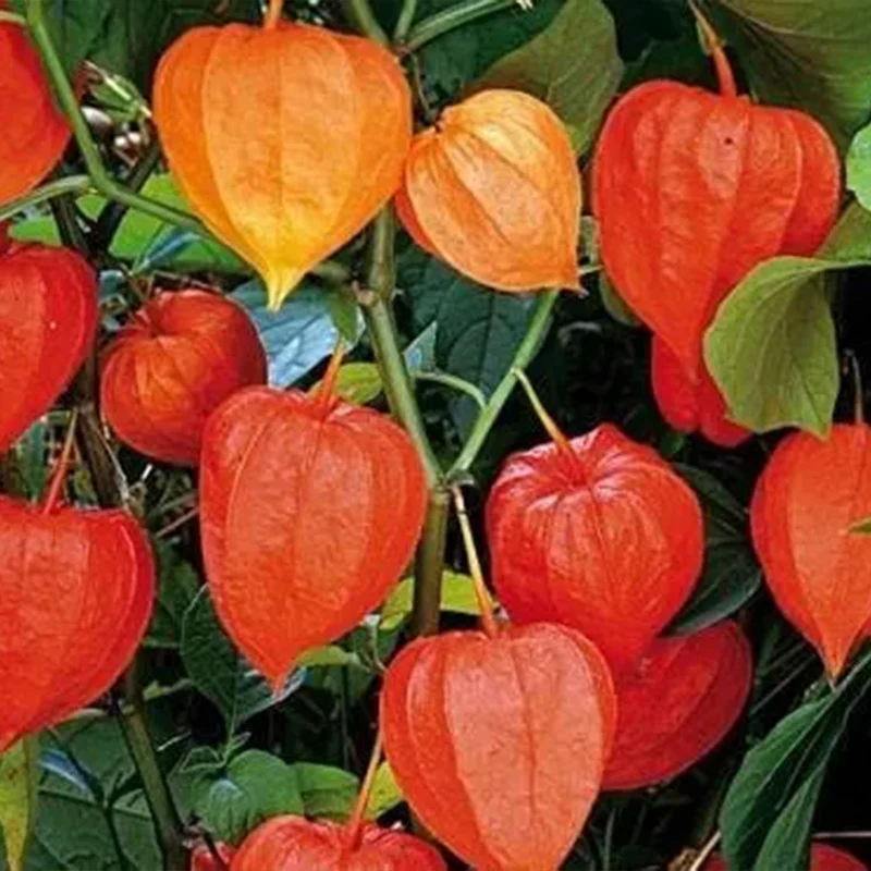 Physalis alkekengi,Strawberry groundcherry,Winter Ground Cherry - Chinese Lantern Seeds - Image 19