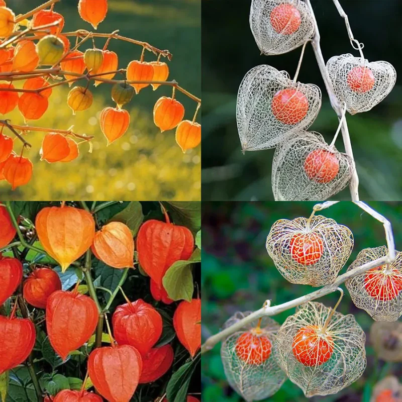 Physalis alkekengi,Strawberry groundcherry,Winter Ground Cherry - Chinese Lantern Seeds - Image 2