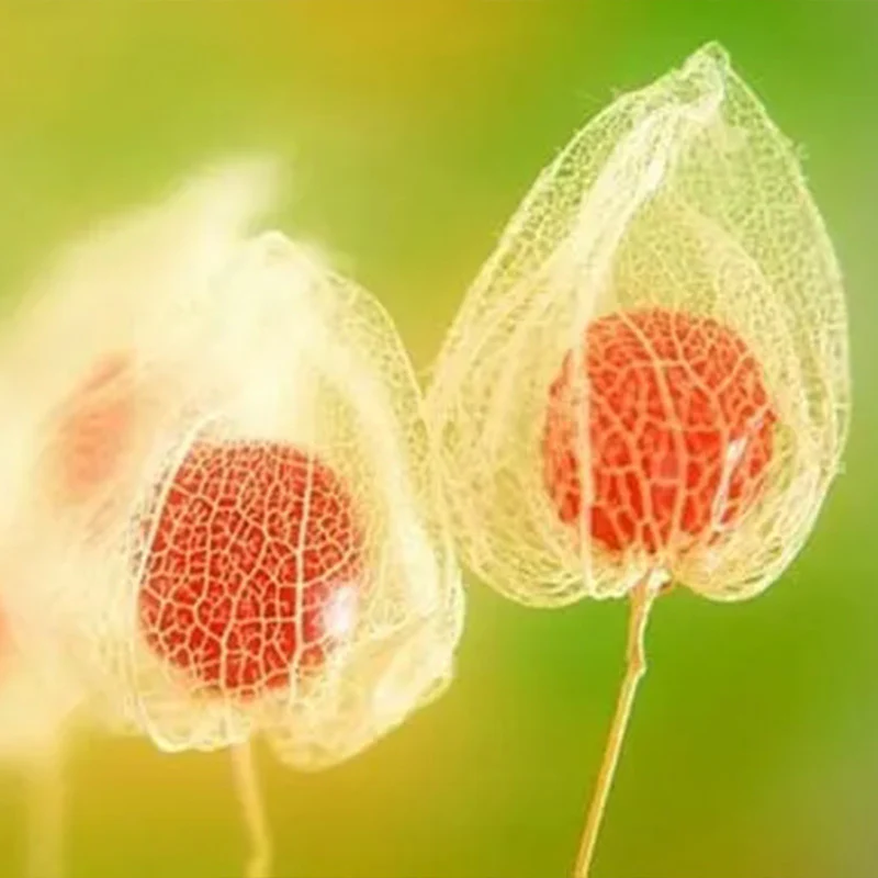 Physalis alkekengi,Strawberry groundcherry,Winter Ground Cherry - Chinese Lantern Seeds - Image 6