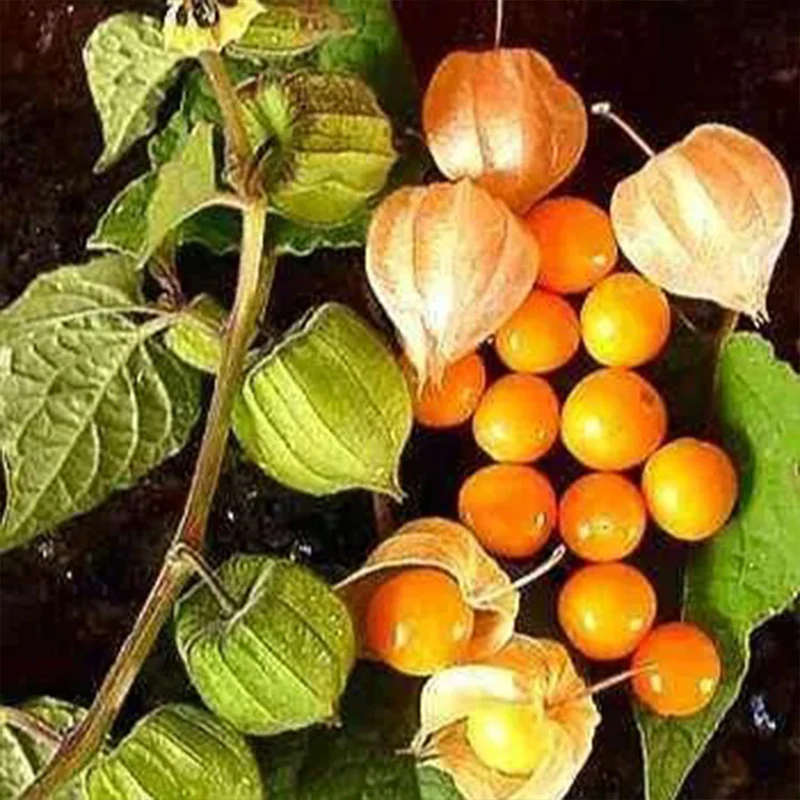 Physalis Peruviana Fruit-Lantern Fruit Seeds - Image 11