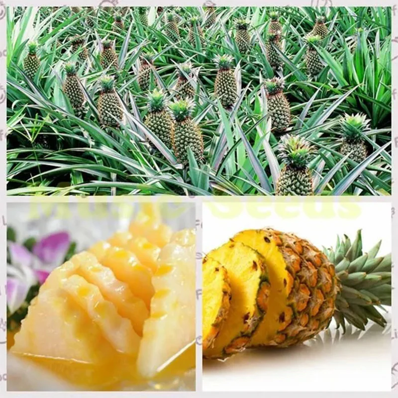 Pineapple seeds - Image 2