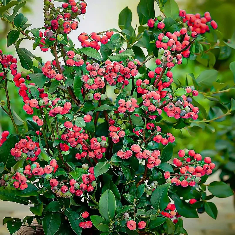 Pink Bliss Blueberry seeds - Double the sweetness - Image 3
