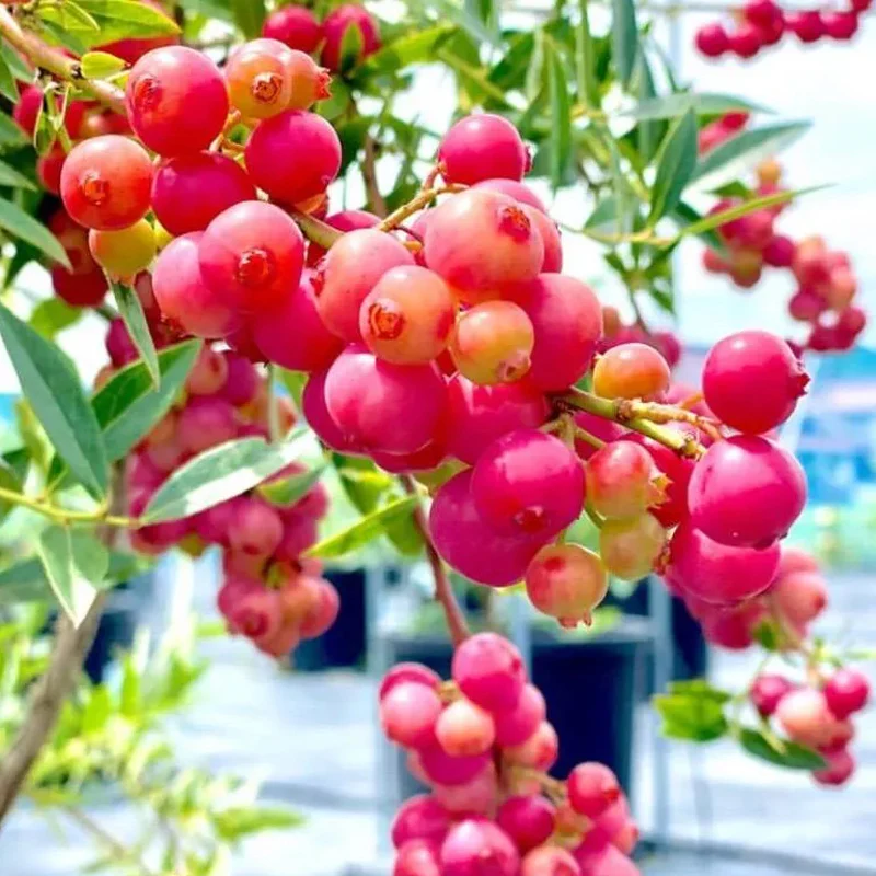 Pink Bliss Blueberry seeds - Double the sweetness - Image 4