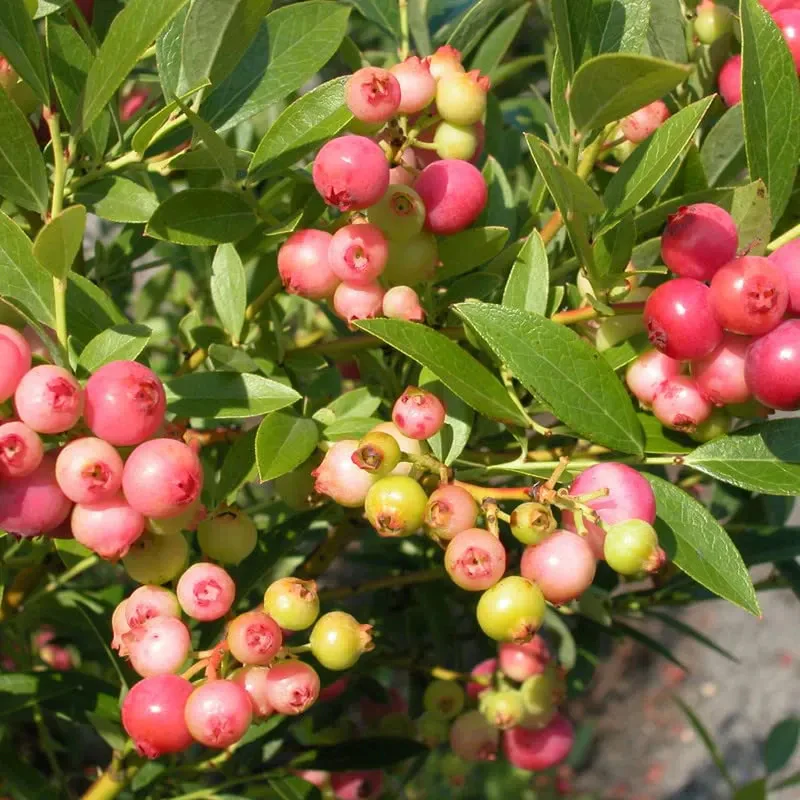 Pink Bliss Blueberry seeds - Double the sweetness - Image 5