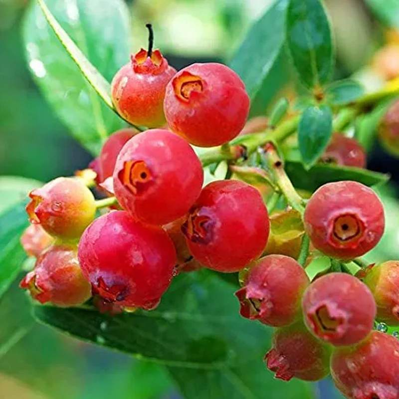 Pink Bliss Blueberry seeds - Double the sweetness - Image 6