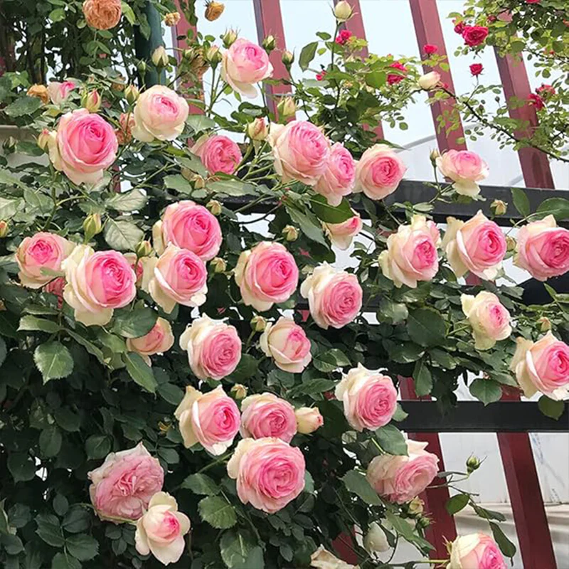 Pink Climbing Rose Vine Seeds - Amazing Growth and Beautiful Roses - Image 2