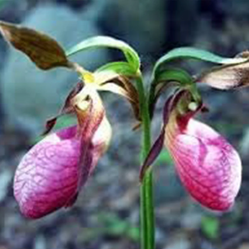 Pink Lady's Slipper Flower Seeds - Image 2
