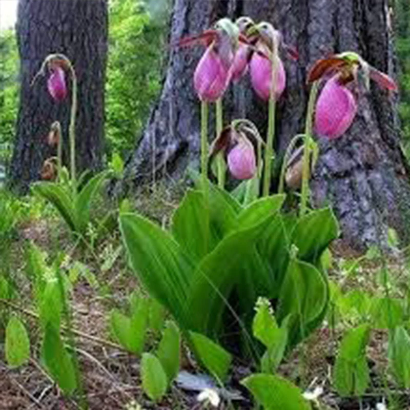 Pink Lady's Slipper Flower Seeds - Image 3