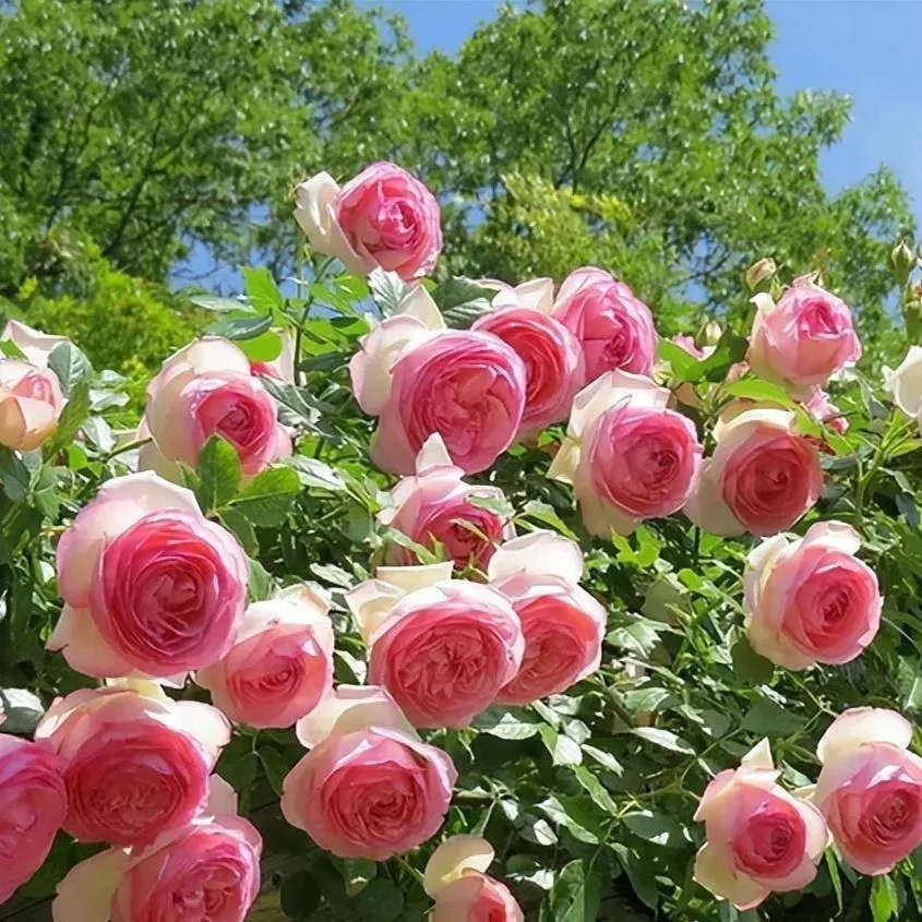 Pink Lonza Gemstone Seeds - Image 3