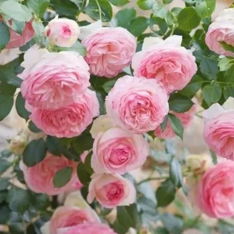 Pink Lonza Gemstone Seeds - Image 5