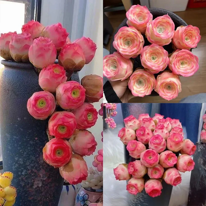 Pink Mountain Rose Succulent - Image 3