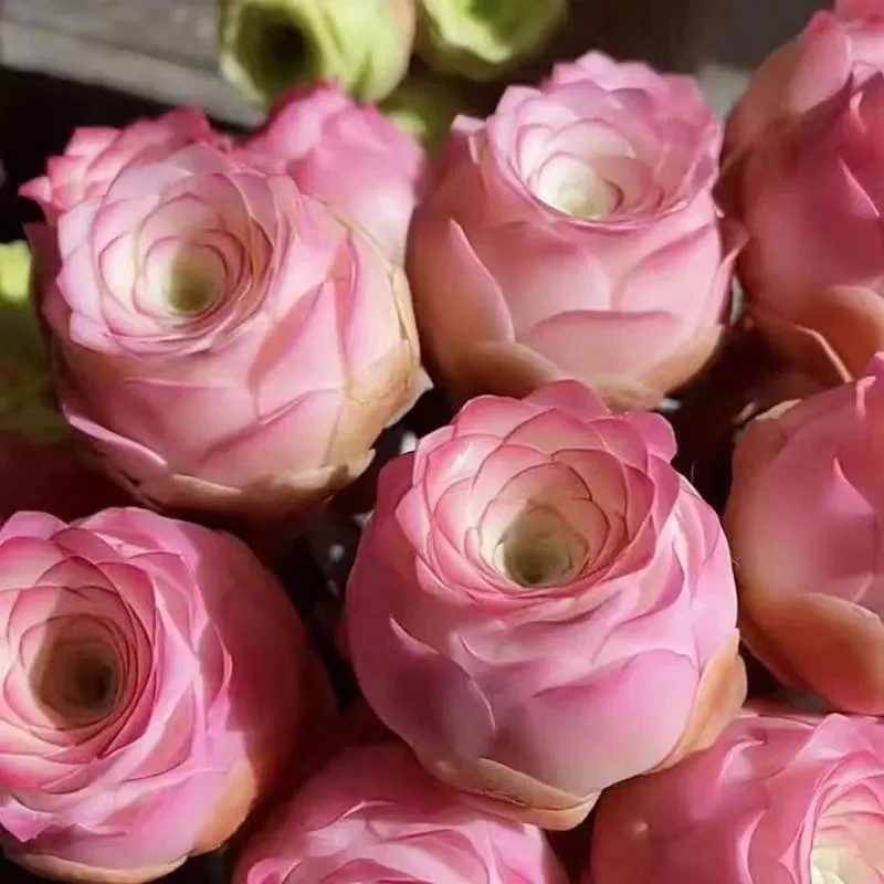 Pink Mountain Rose Succulent - Image 5