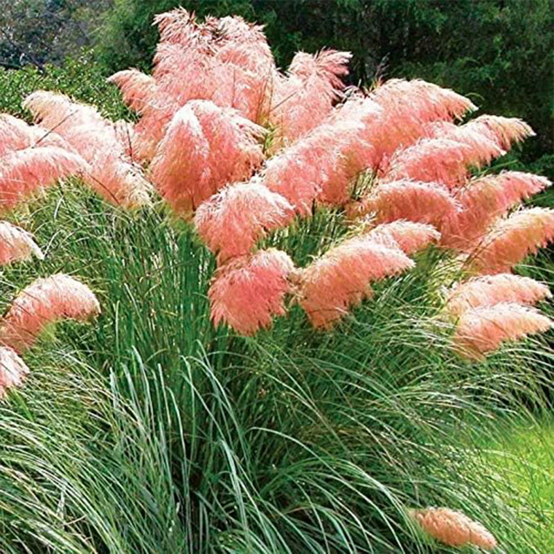 Pink Pampas Grass Seeds Ornamental Grass for Landscaping or Decoration - Image 2