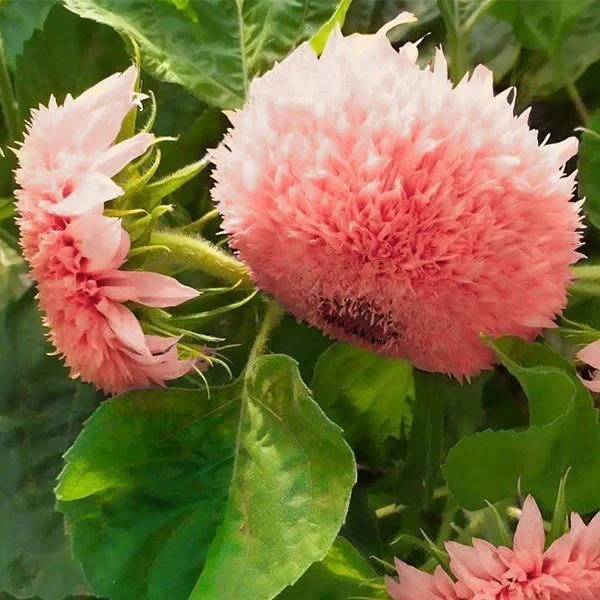 Pink Pooh Sunflower Seeds - Image 2