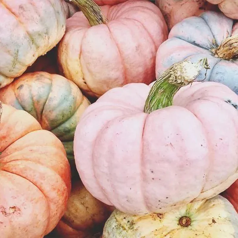 Pink Pumpkin Seeds - Image 3