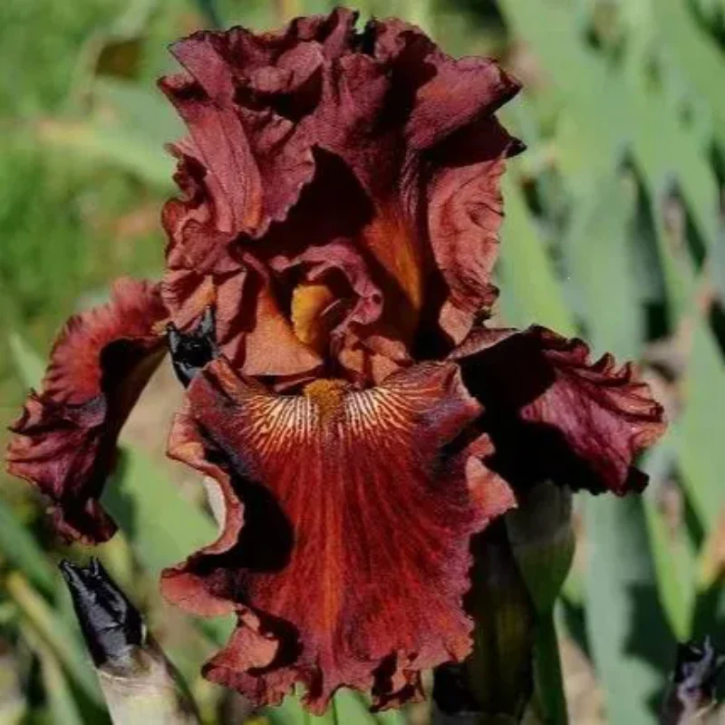 'Play with Fire' Bearded Iris - Image 3