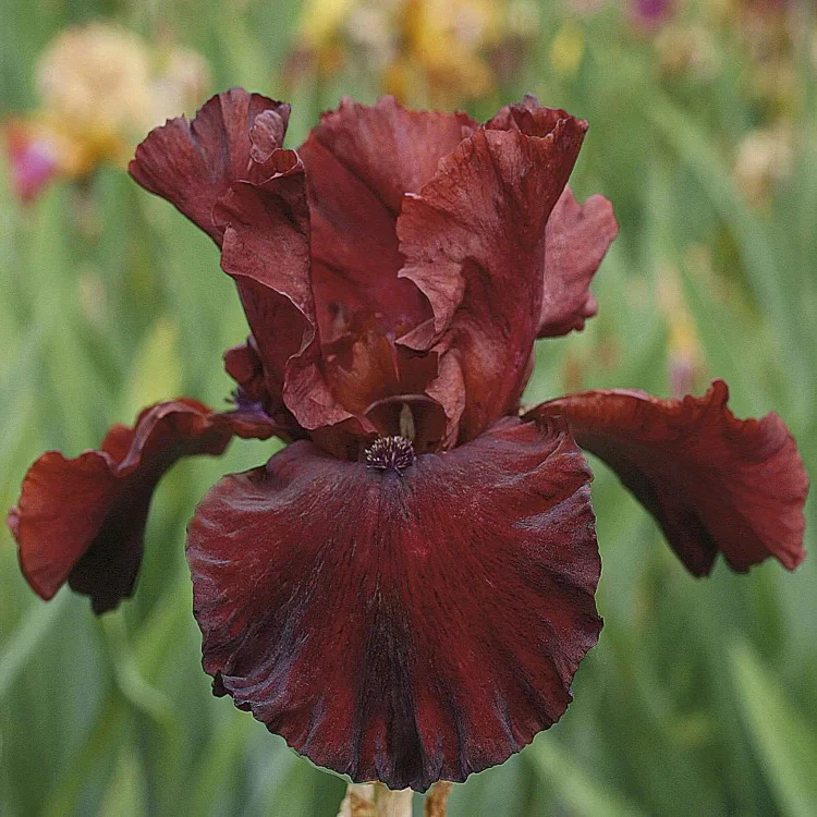 'Play with Fire' Bearded Iris - Image 4