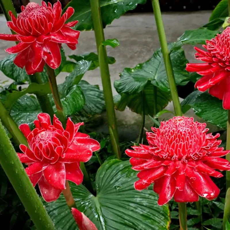 Porcelain rose seeds Etlingera elatior Torch Ginger - Image 5